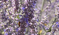 Bee, Folsom, CA, USA