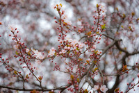 Spring has Sprung - Cherry Blossom