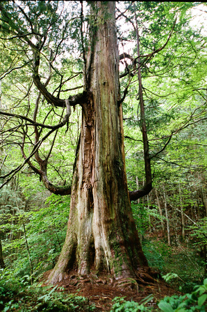 Ancient Tree, Central Japan