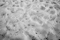 Footprints, Cape Cod, USA