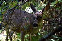 Deer, Northern California