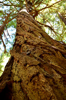 Redwood Twirl