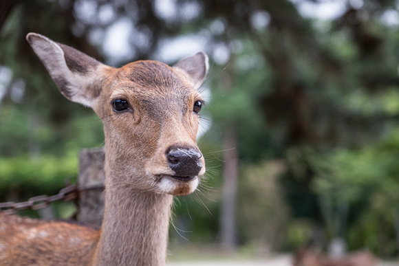 261/365 Japanese Deer