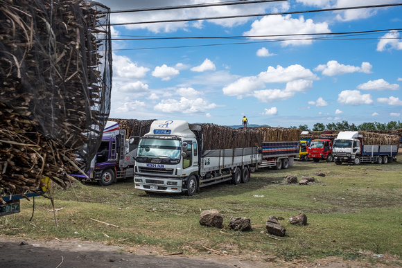Trucks packed with sugar cane, Batangas, Philippines